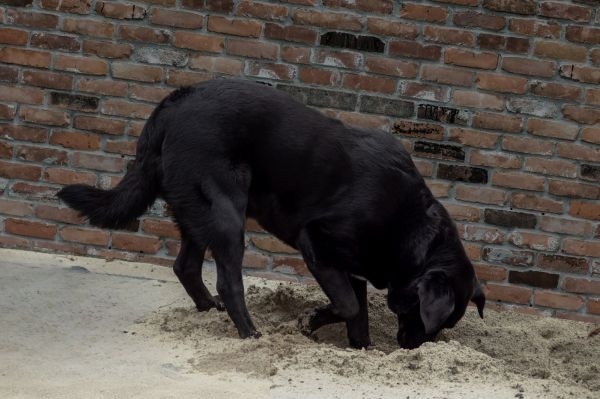 gravende hond